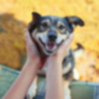 Happy dog hands.jpeg