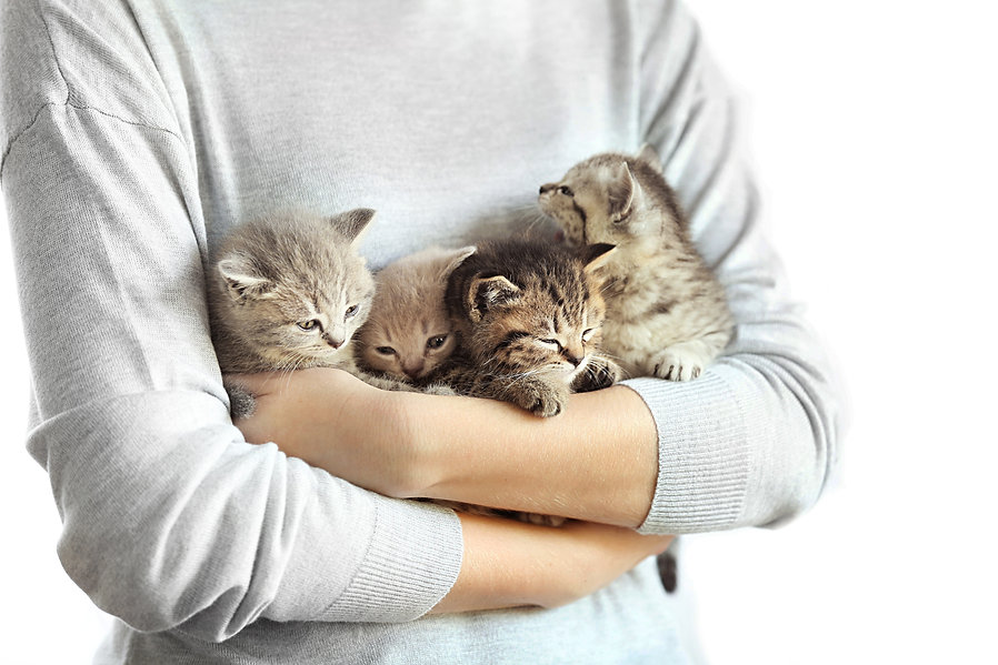 Kittens.jpeg