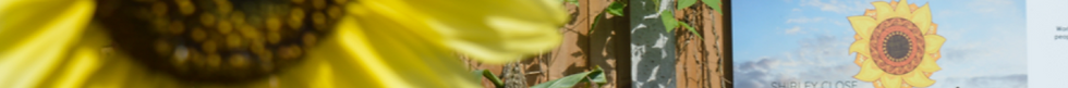 Harmony Sunflowers Strip.png