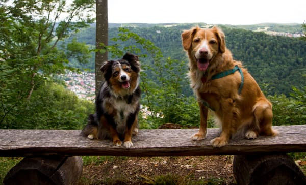 The dogs I'll be looking after in Stuttgart, and the view from the property