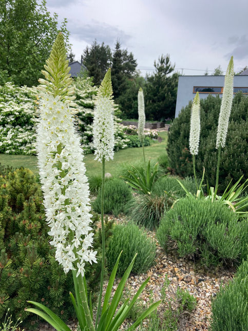 Liliochvostech je okrasná jarní trvalka, která kvete koncem května. Vyrůstá z cibule a její výška může být až okolo 180 cm. Je nenáročná na pěstování, jen nesnáší přemokření.