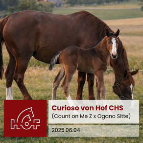 foal in weide