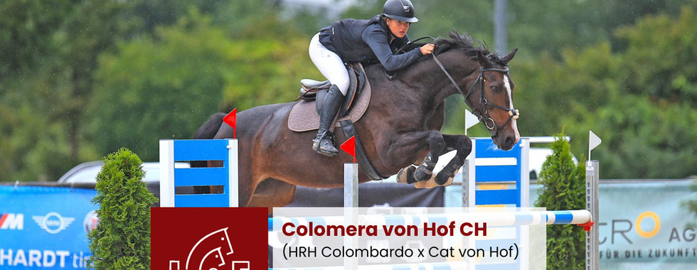 Colomera springstute