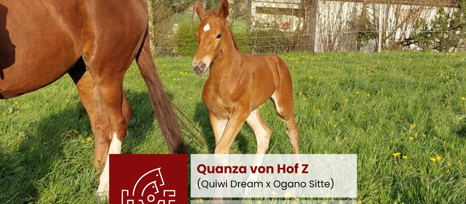 Quanza showjumping foal cover