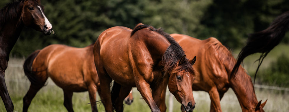 showjumping mare grazing in the fields with the herd