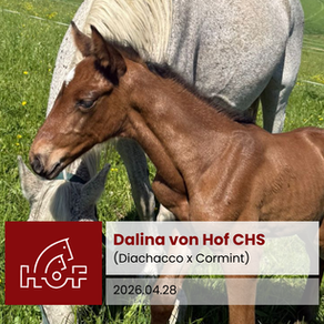 showjumping filly in the field