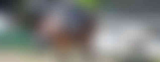 Galoping Copar showjumping horse in competition