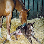 Birth of Cernunnus von Hof