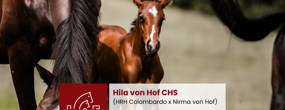 Hila showjumping foal cover