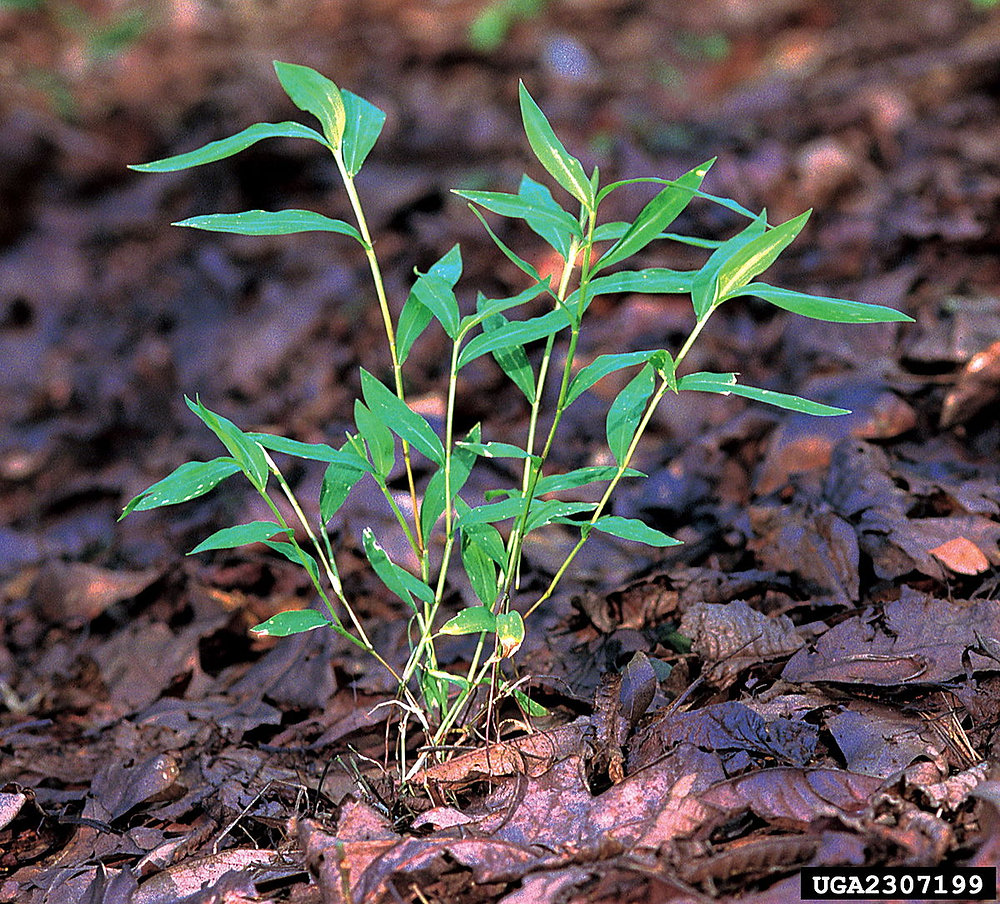Japanese Stilt Grass japanese-stilt-grass