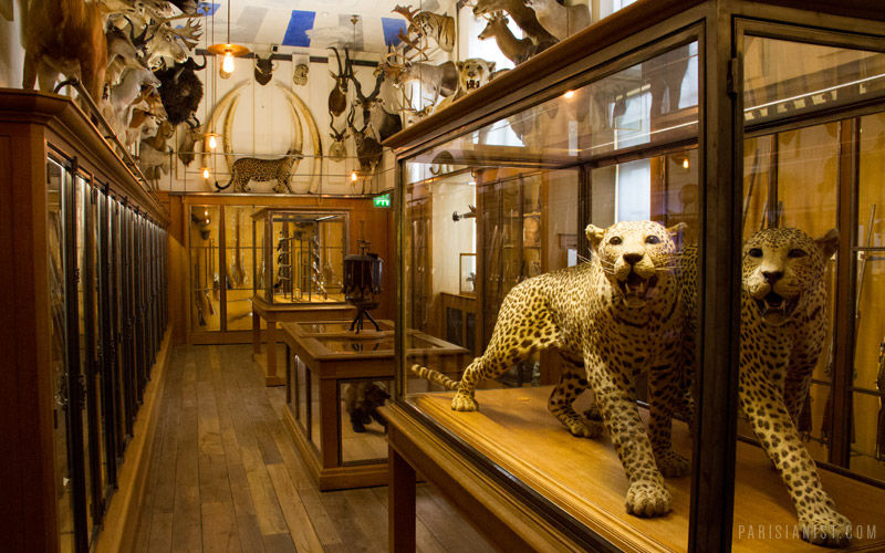Musée de la Chasse et de la Nature