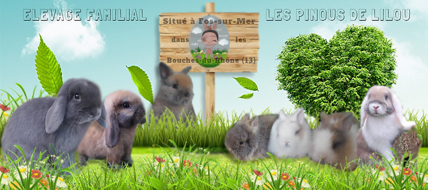 Bannière_les_pinous_de_lilou.PNG