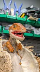 Discovery Center raptor hatchling before refurbishment.