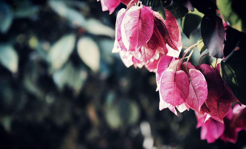 bougainvillea.jpg