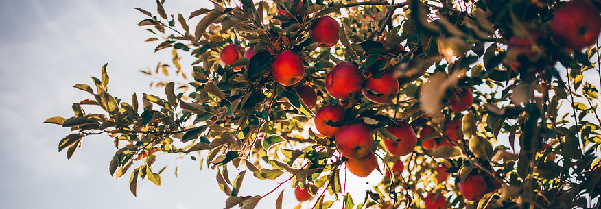 Red Apples On Tree