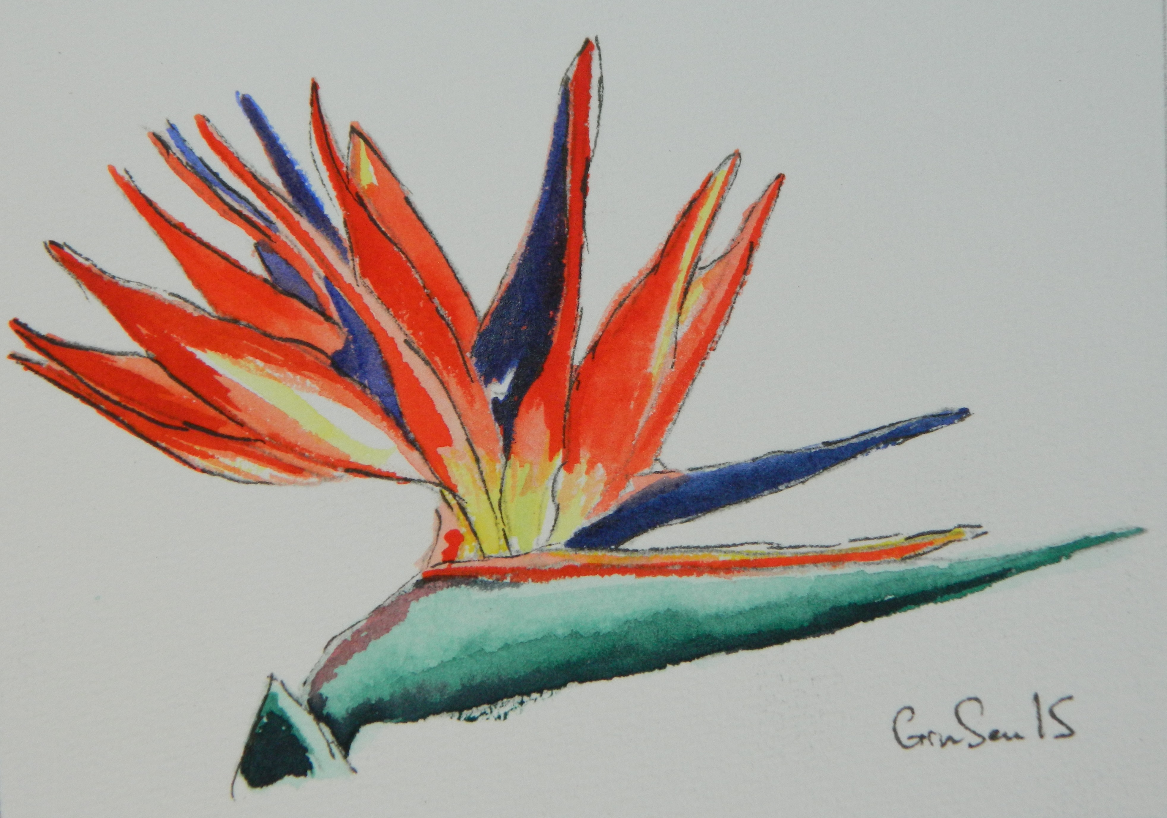Bird of Paradise, 2015