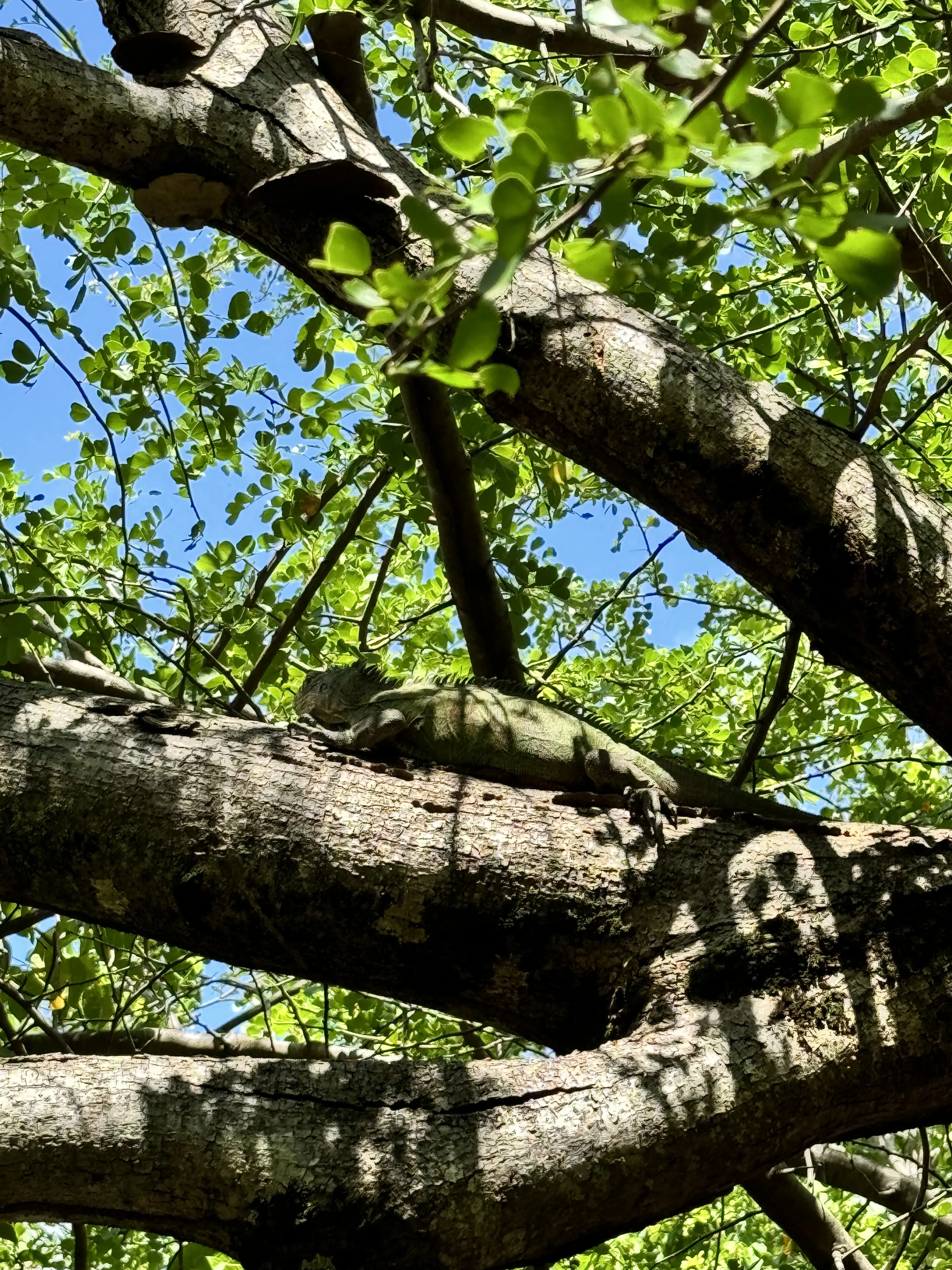Iguane vert perché sur une branche d’arbre à l’îlet Chancel, Martinique, observé lors de l’excursion en journée complète à la baignoire de josephine 