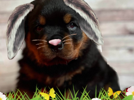 Frohe Ostern