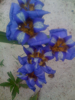 fotos from iphone 086