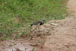 Fotos recentes a serem separadas 073