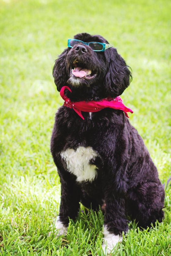 5 Things My Dogs Taught Me About Leadership