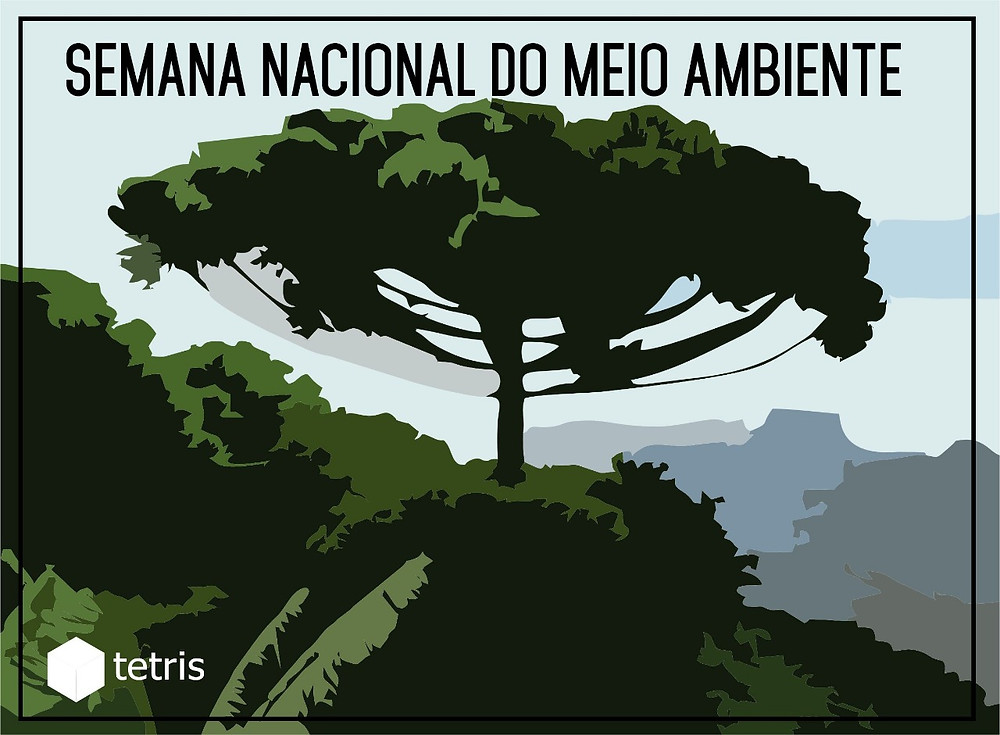 Areas verdes - Araucaria no centro de uma floresta, imagem com tons de azul e verde
