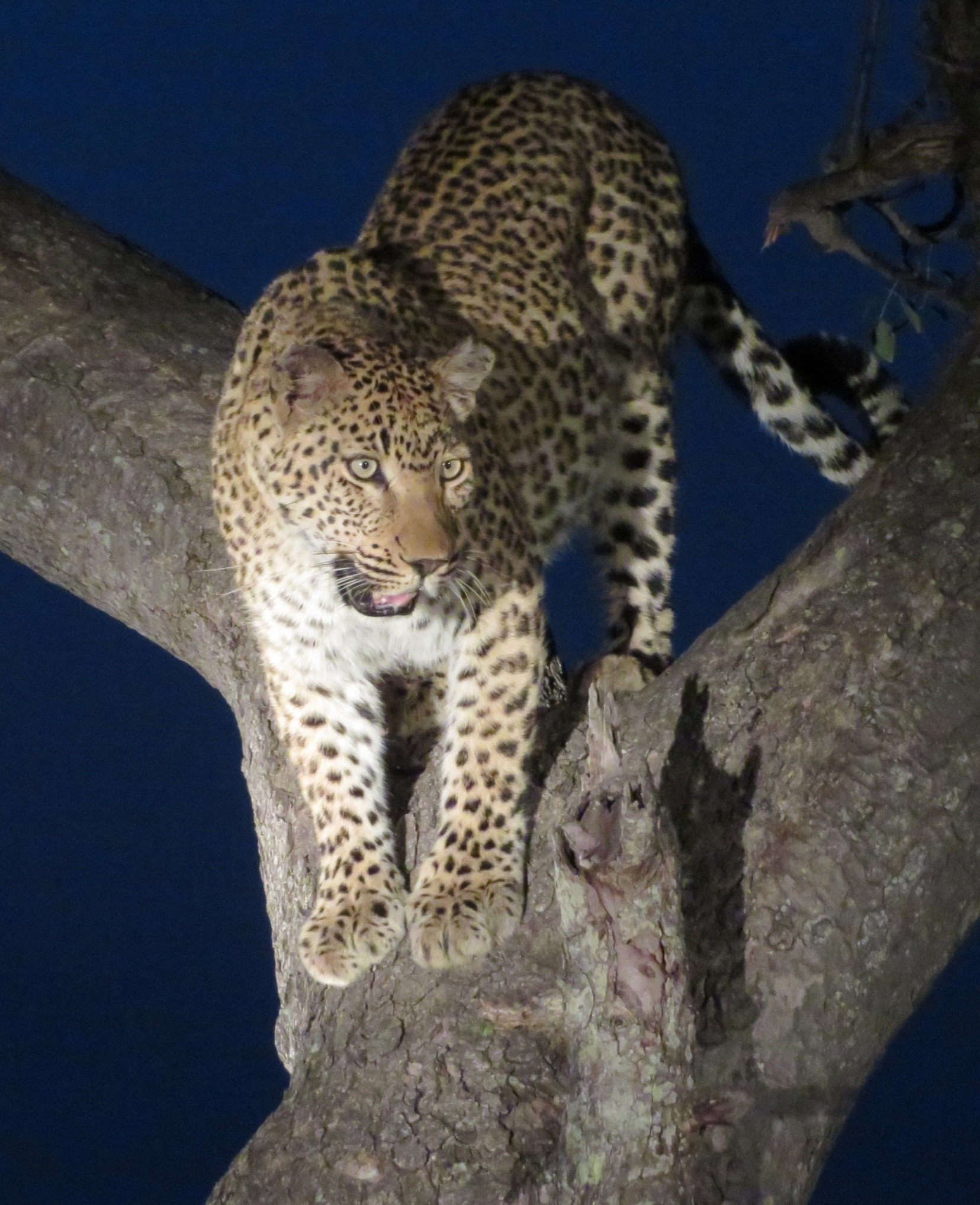Makanyi female leopard hides in tree fro