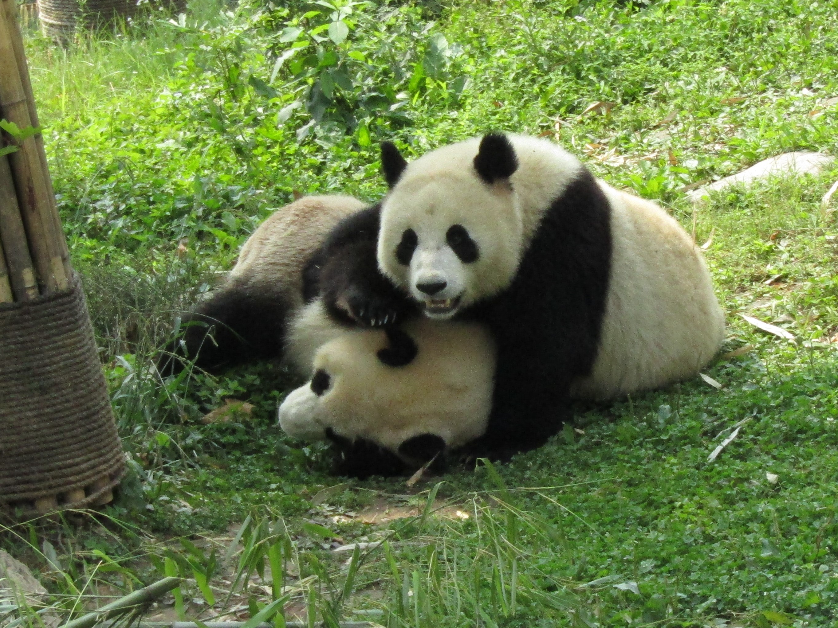 pandas best siblings 2016-07-02 113