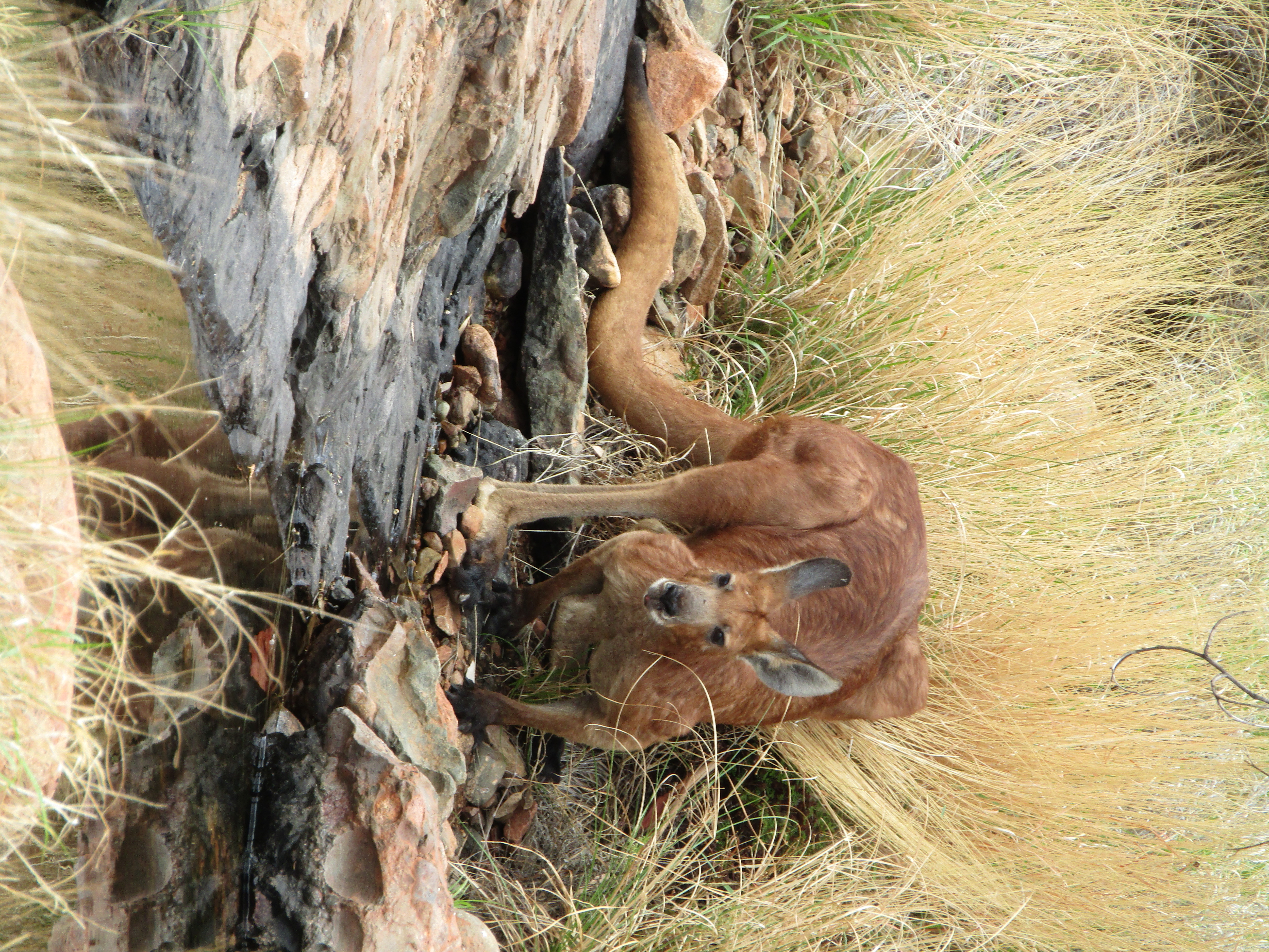 uluru best Kata Tjuta hike wild kangaroo MM 2 2016-12-13 096