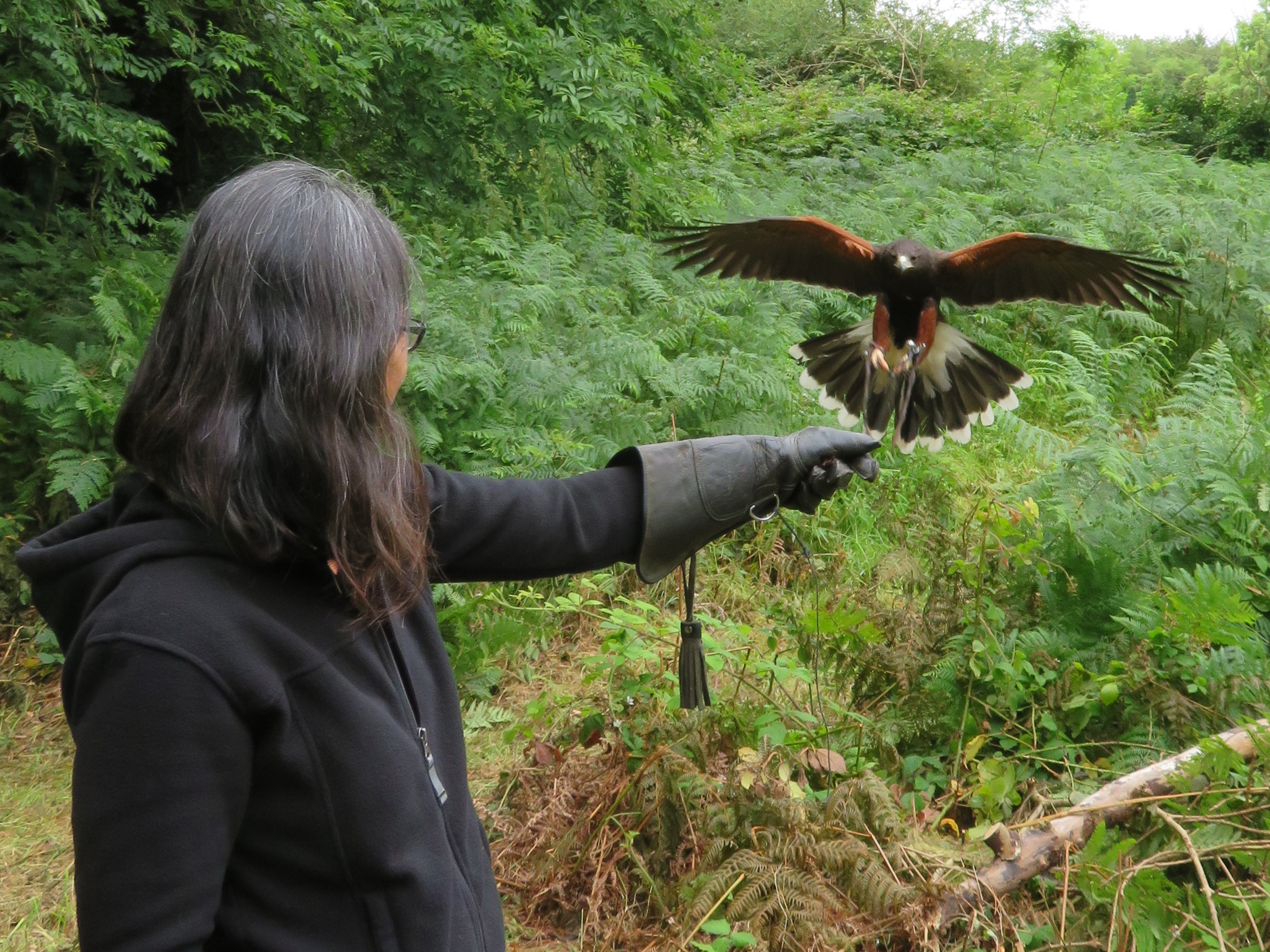 School of Falconry hawk walk Earrach best best series 2017-07-11 308