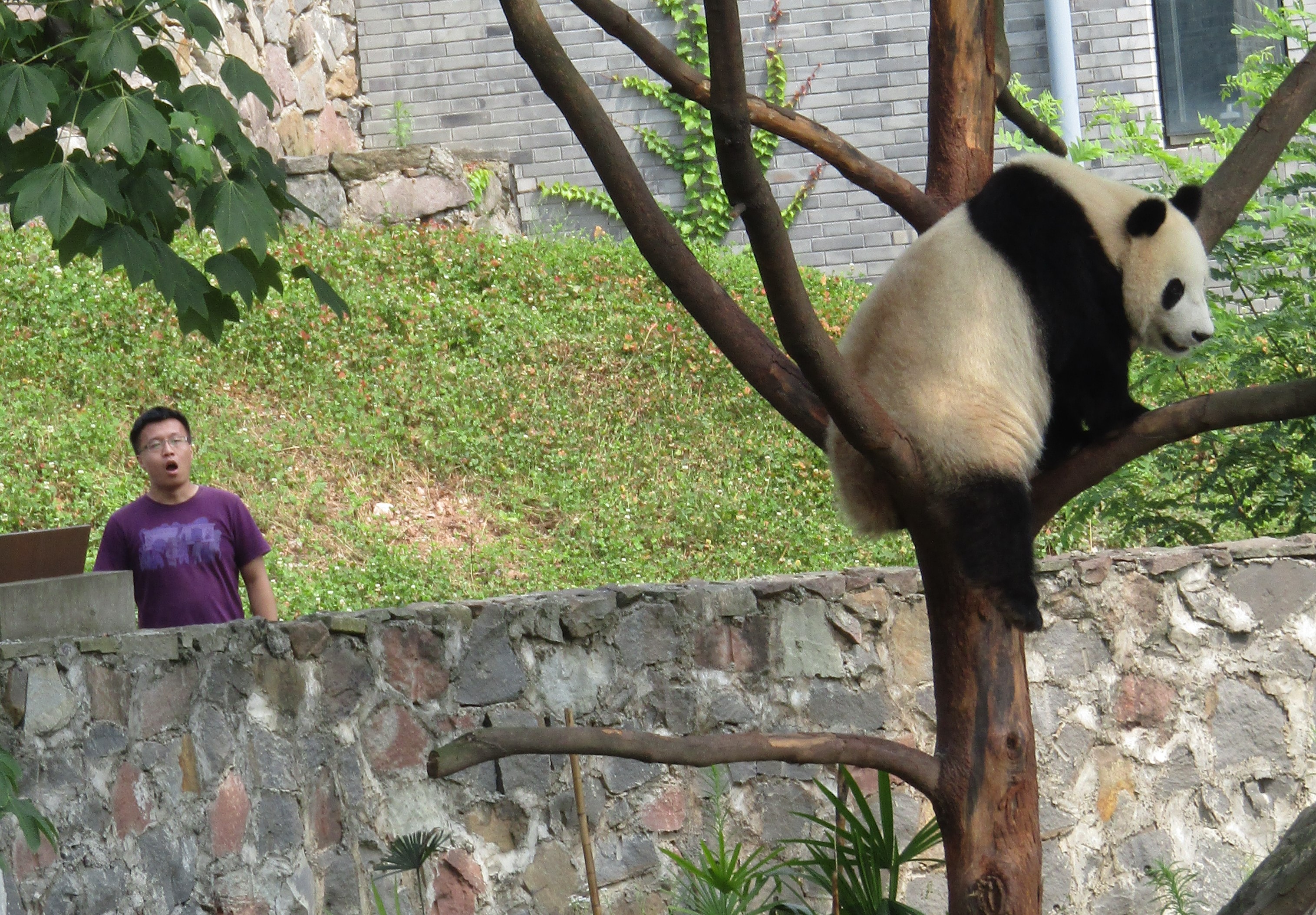 pandas big 2016-07-02 149
