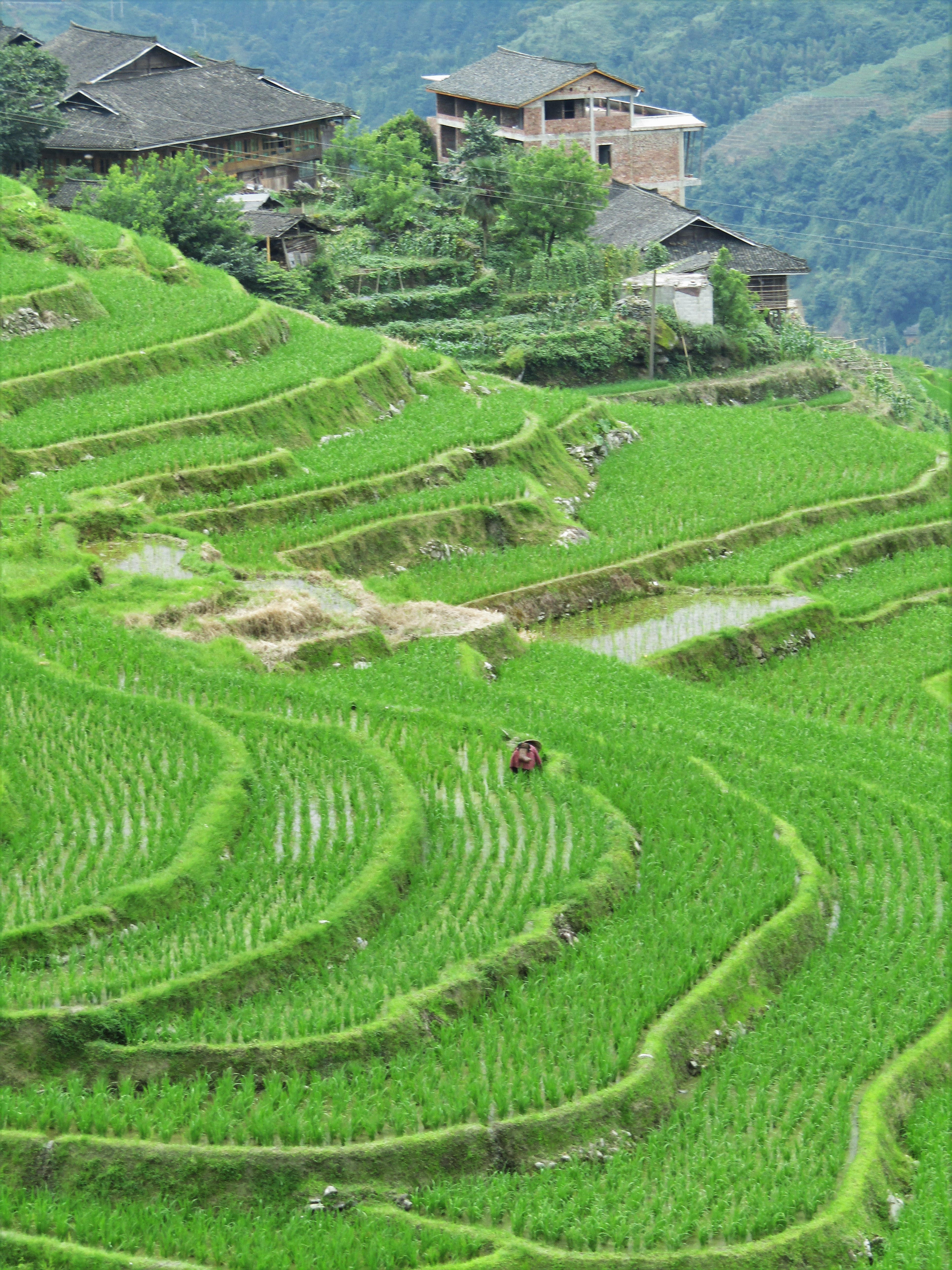 Guilin Longji rice terraces best best 2016-06-29 067