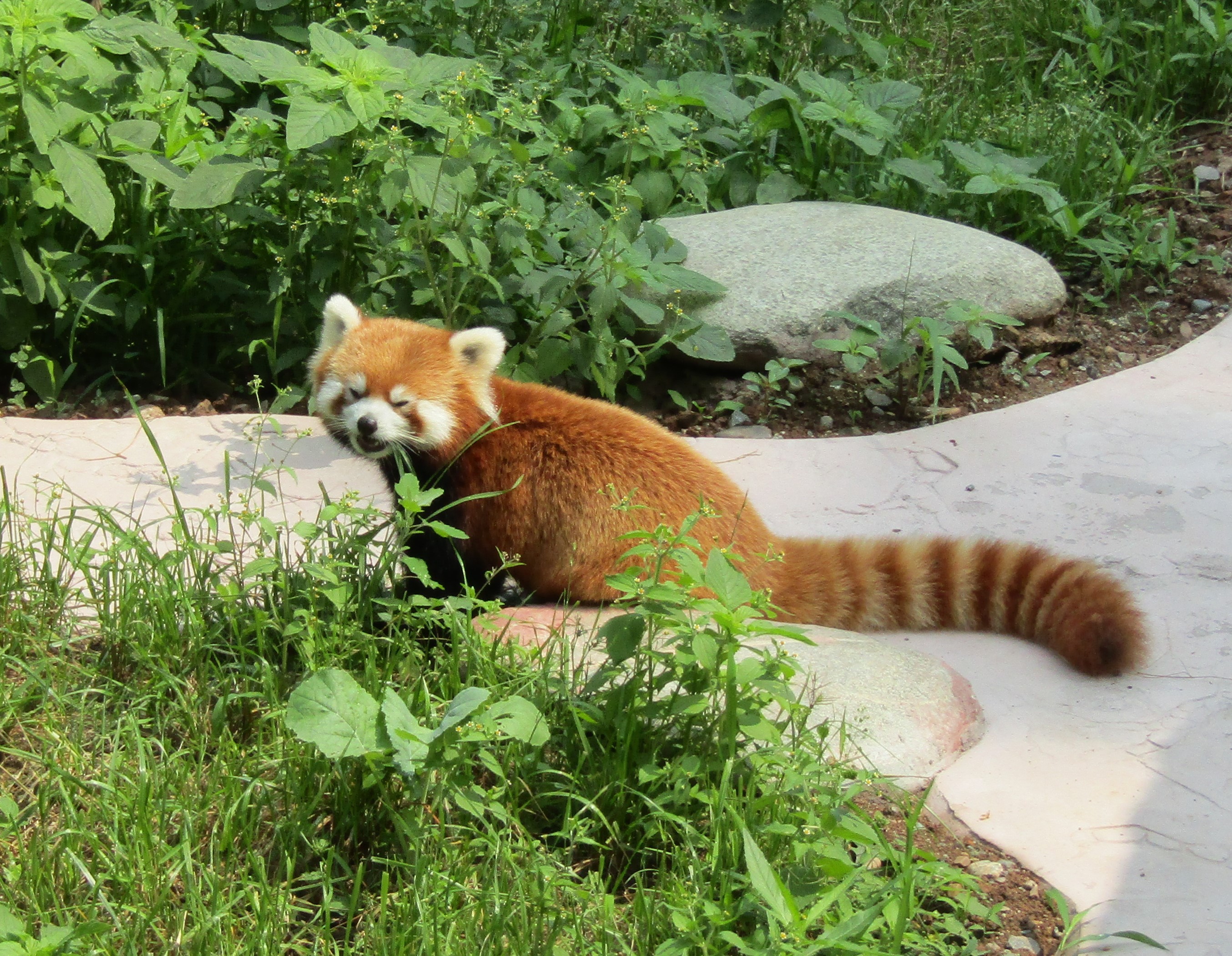 pandas big 2016-07-02 174