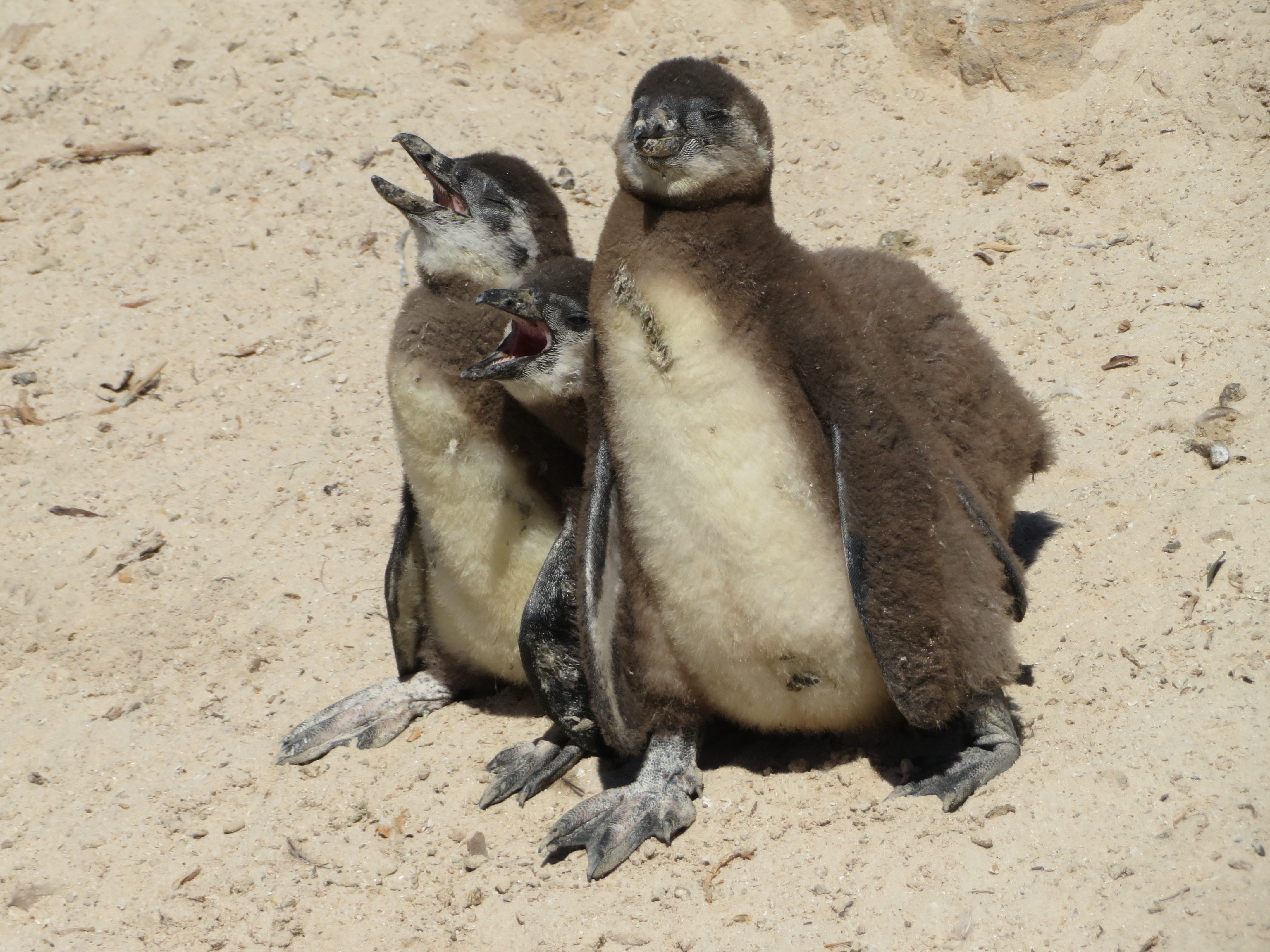 Boulders Beach penguins SA 2019 IMG_1978