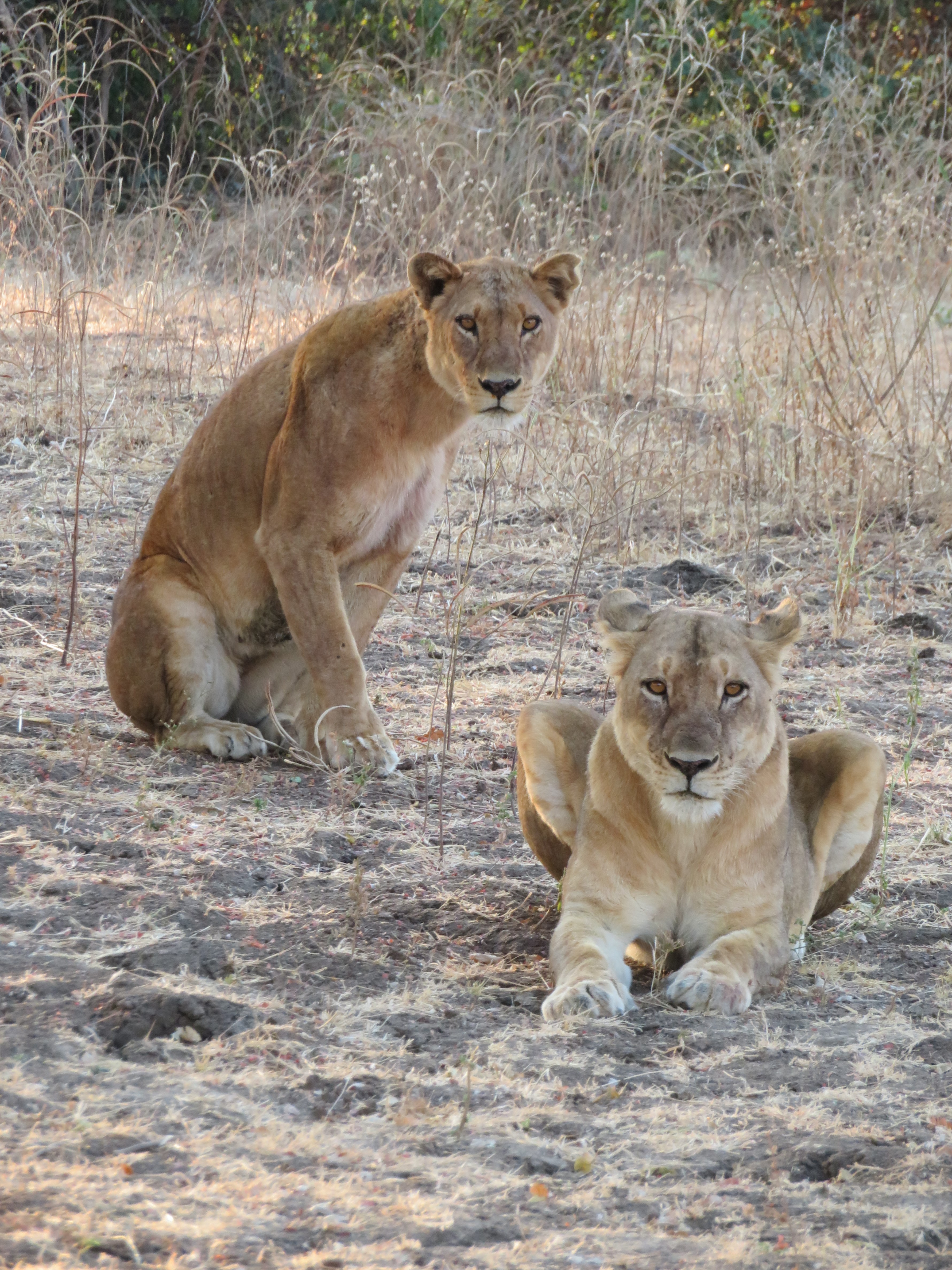 2019 Africa Lion Camp Zambia lion hunt p