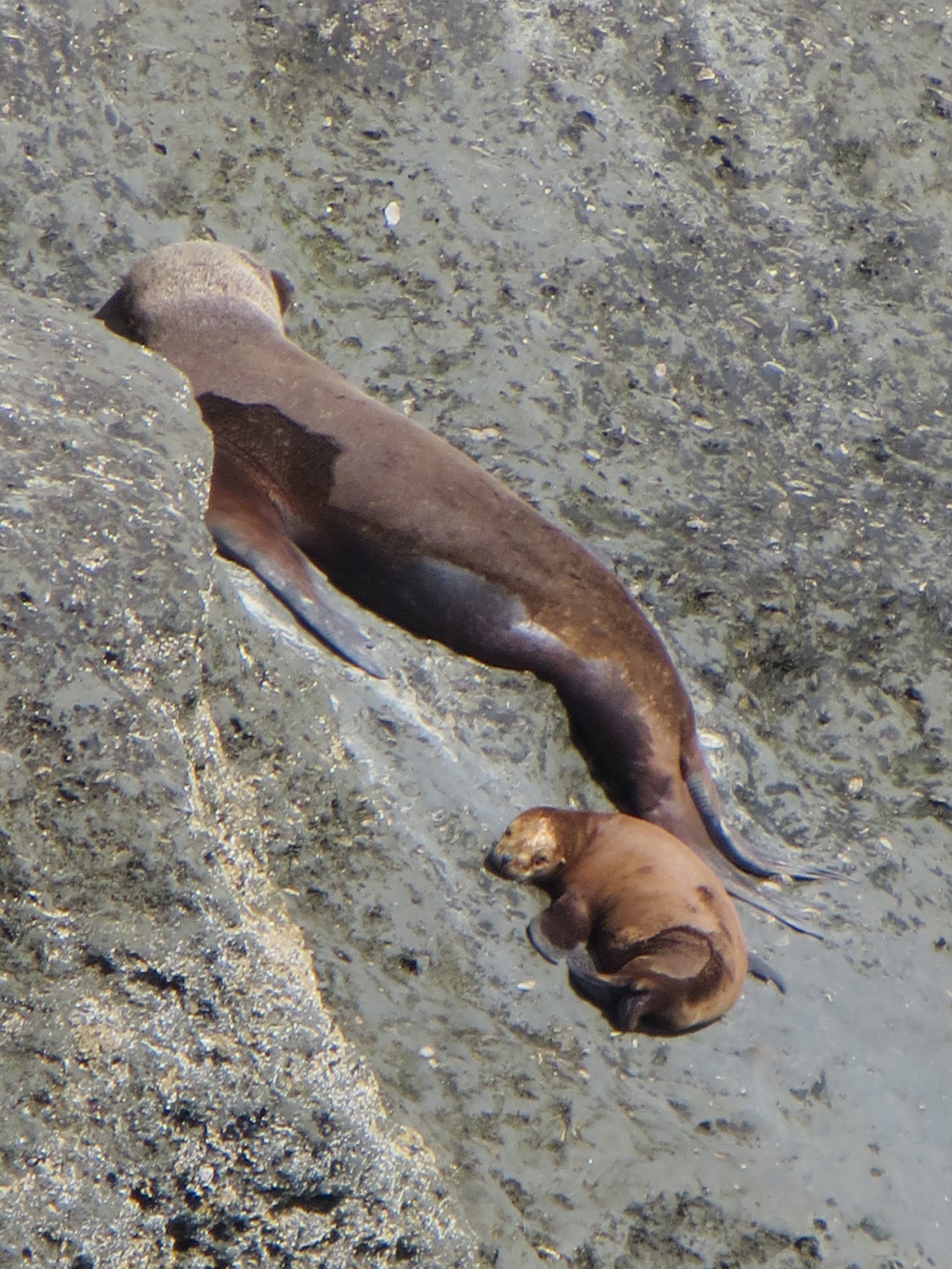 Valdes Peninsula Argentina sea lions