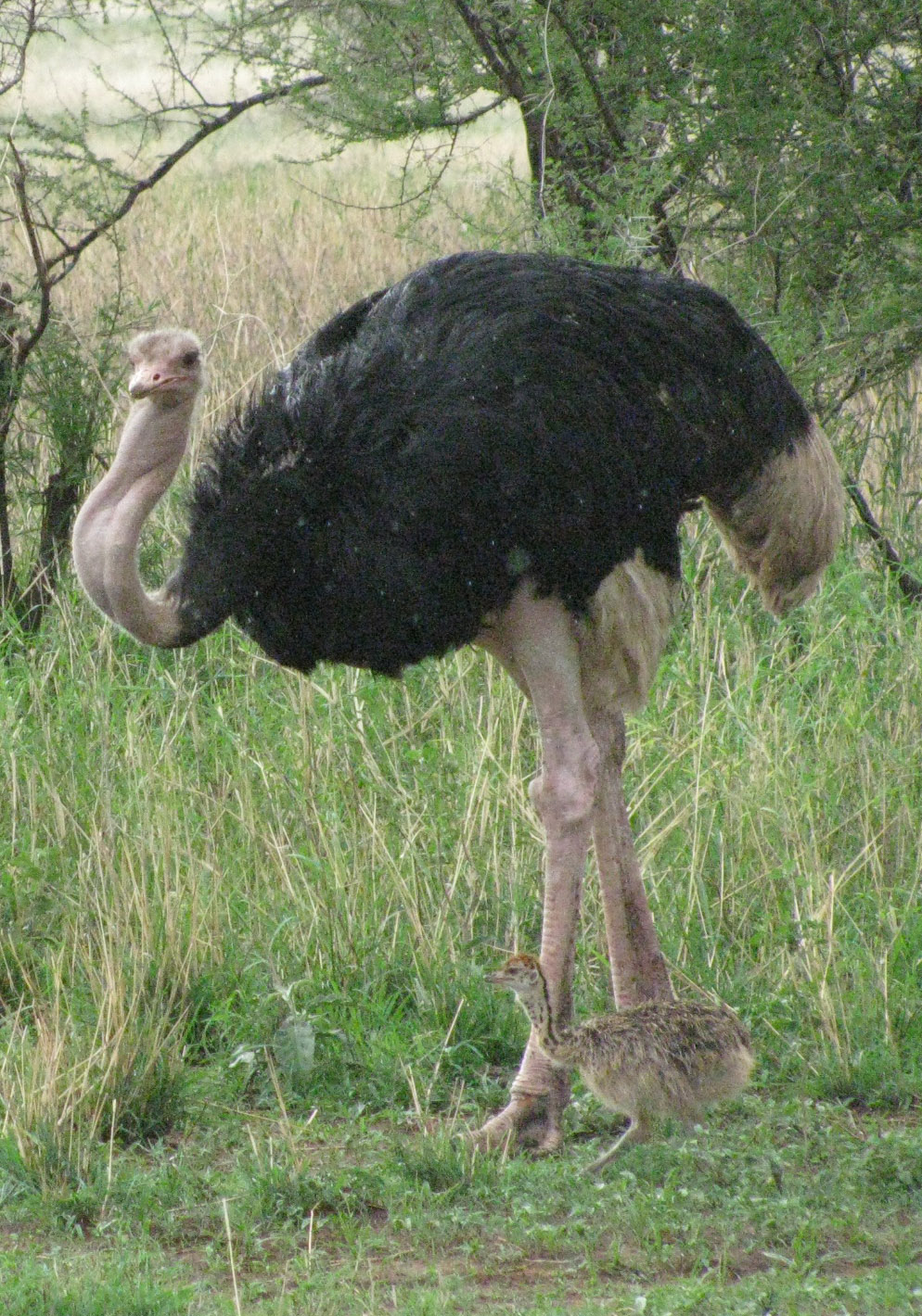 2008 Africa Ostrich Tanzania safari