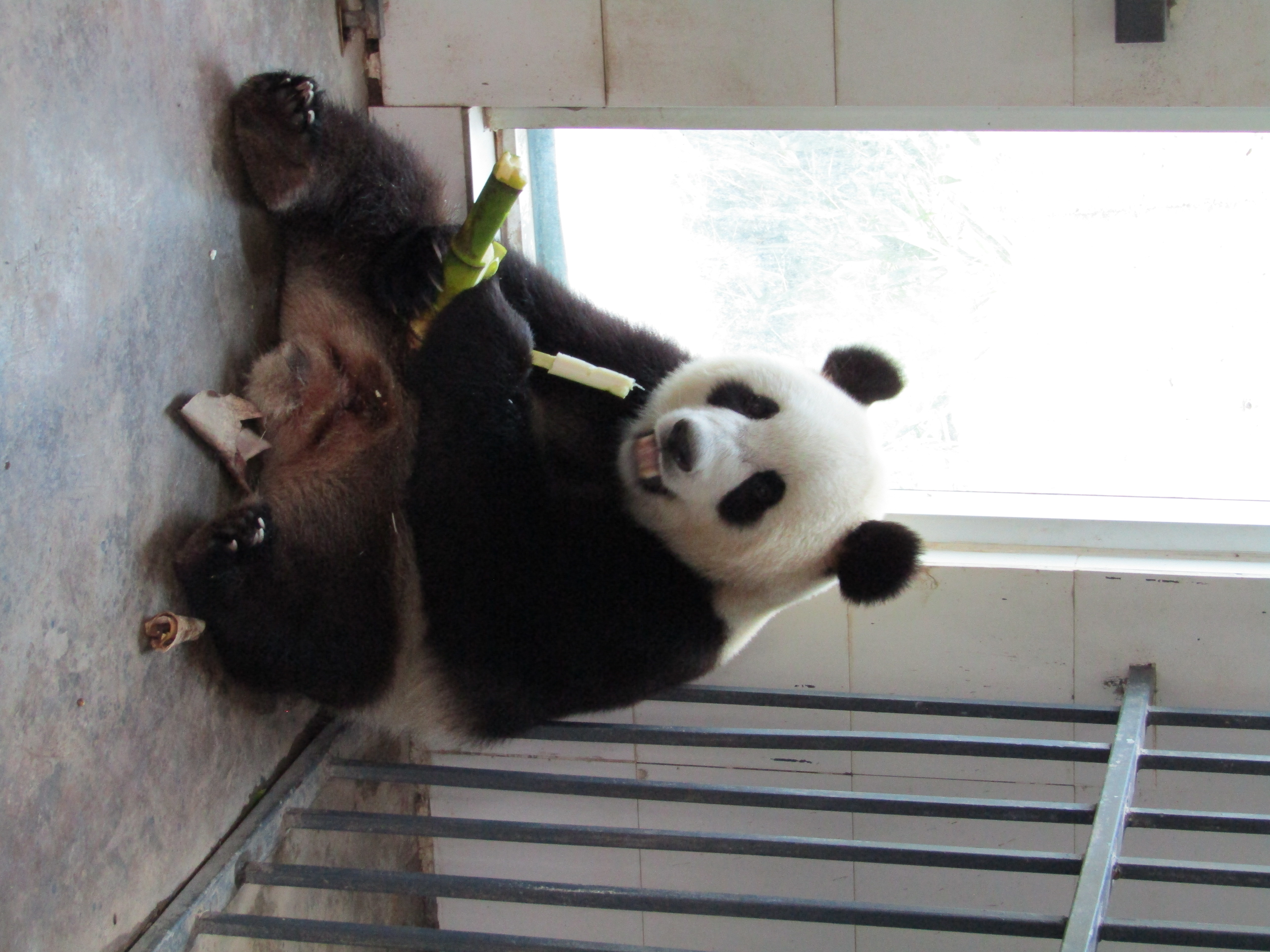 pandas big 2016-07-03 058