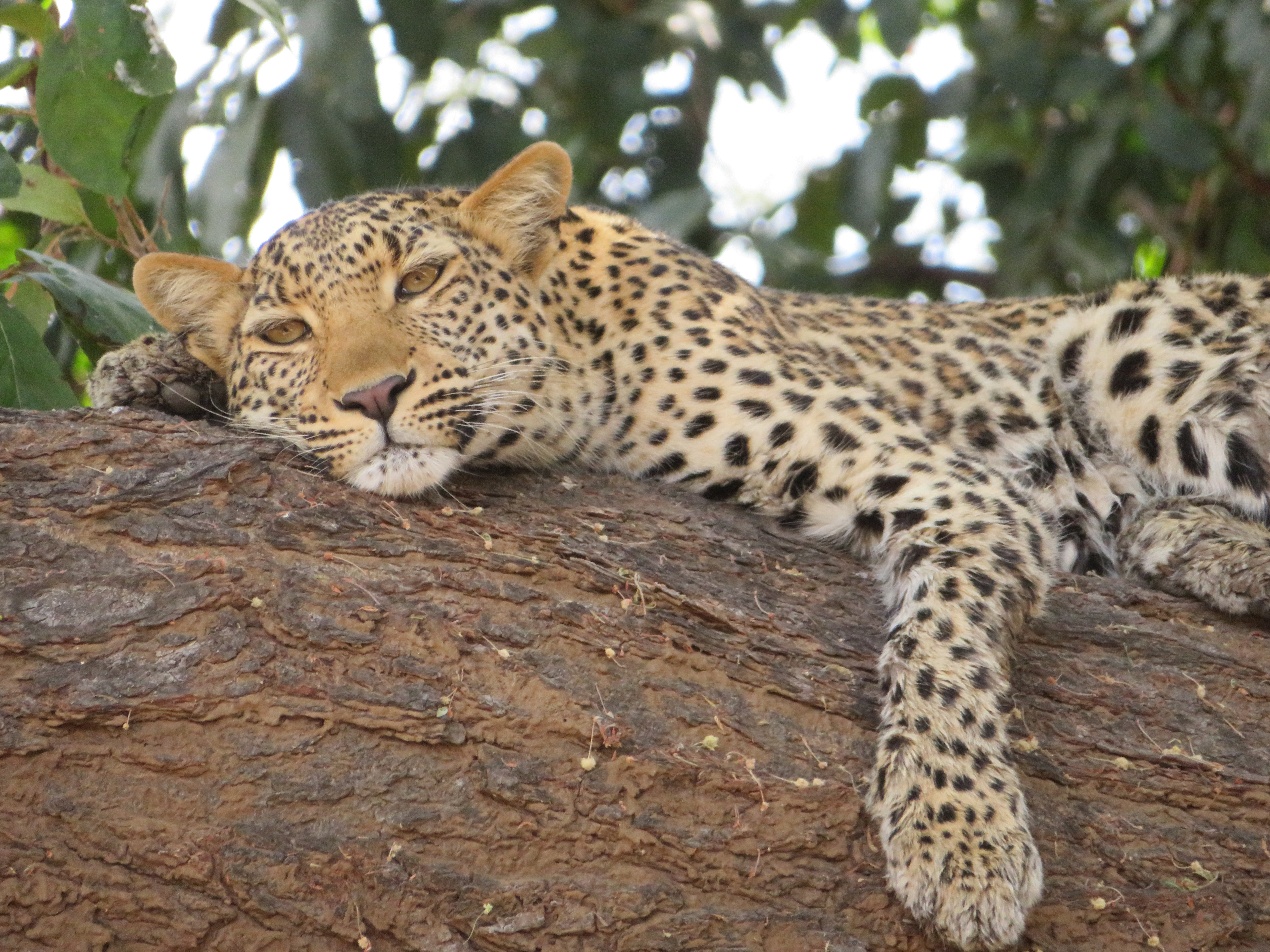 2019 Africa Anabezi Zambia farewell leop