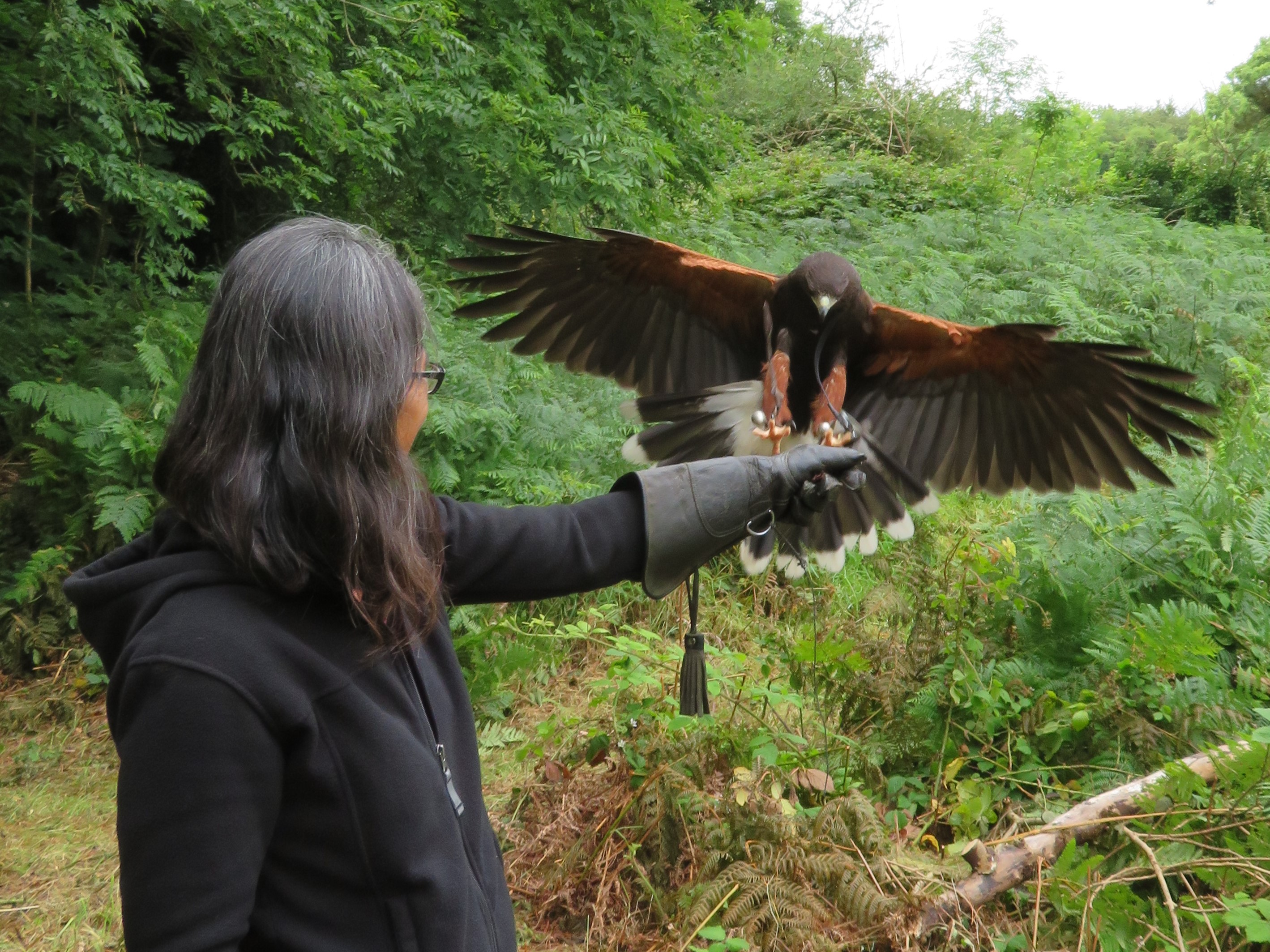 School of Falconry hawk walk best series 2017-07-11 310