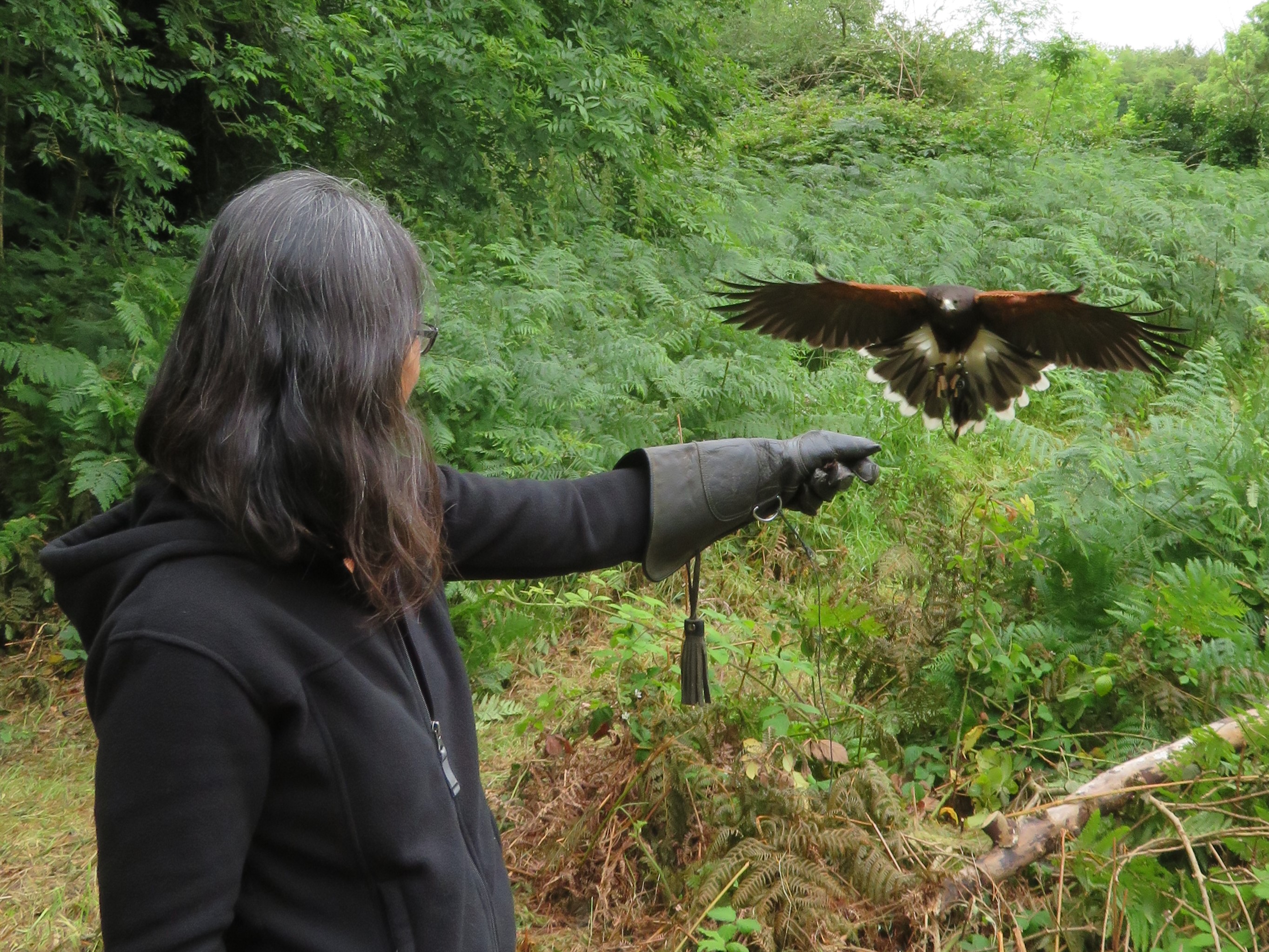 School of Falconry hawk walk best series 2017-07-11 307