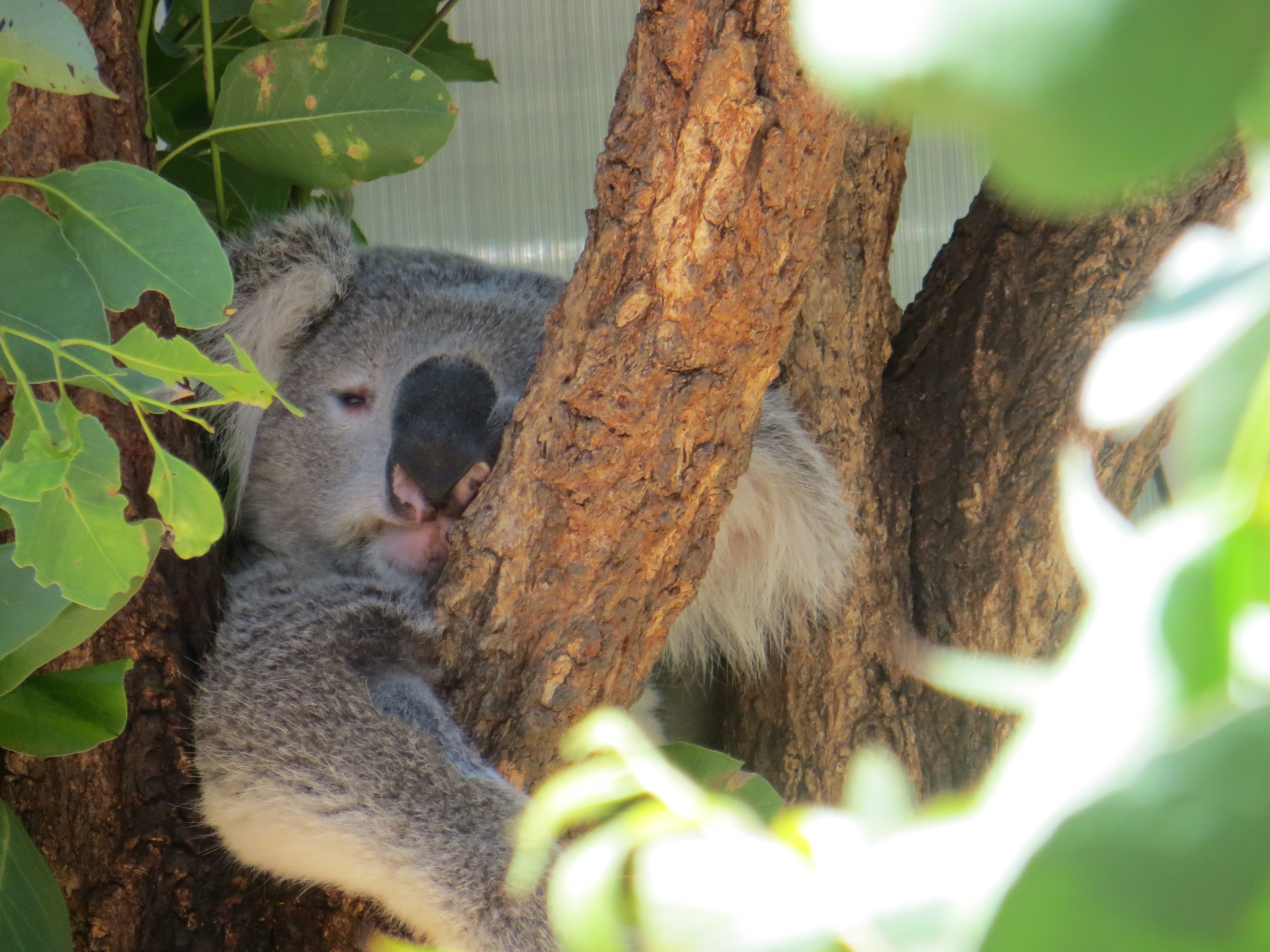 sydney R 2016-12-10 089