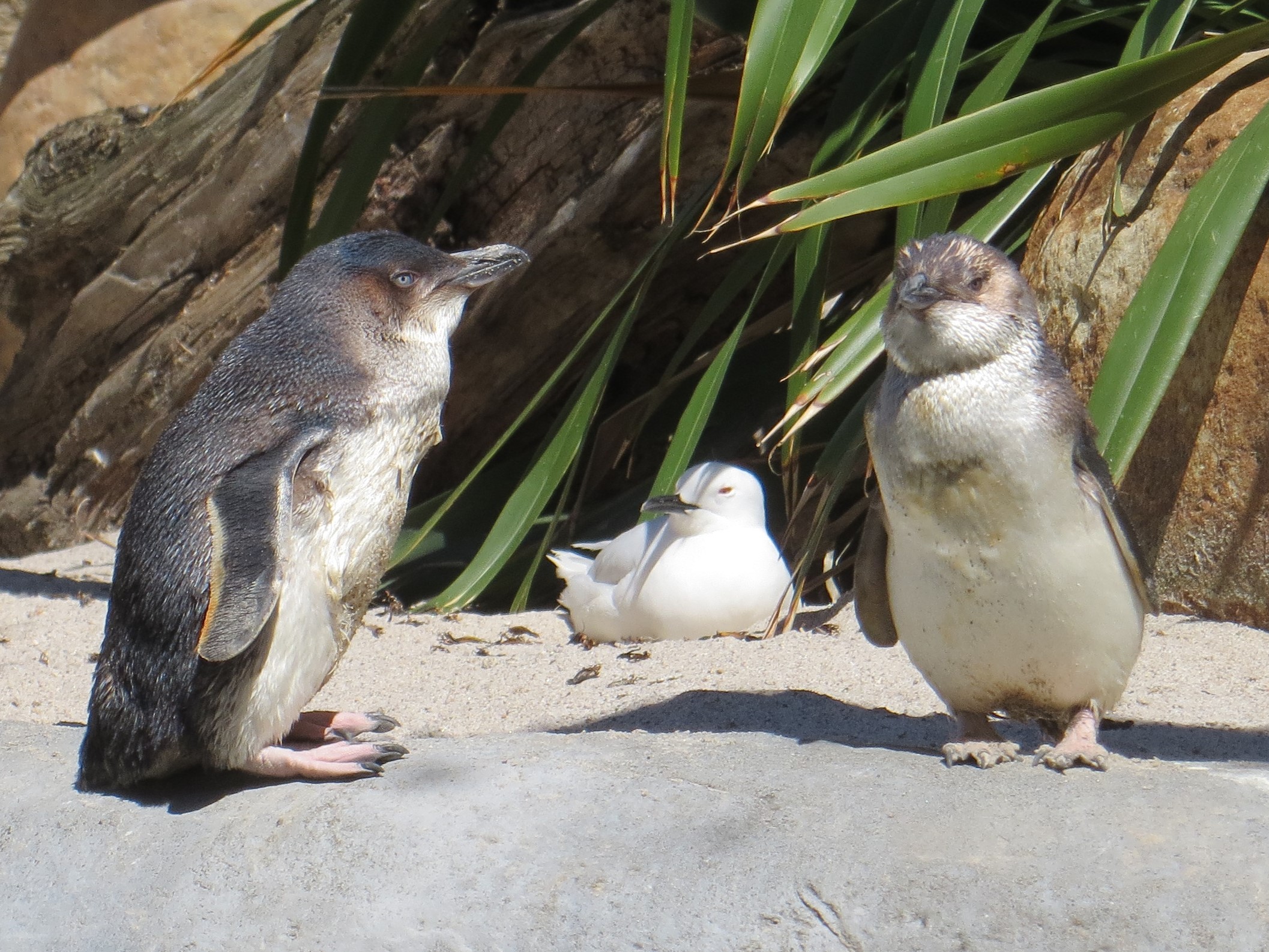 Napier aquarium penguin family best 2016-12-29 039