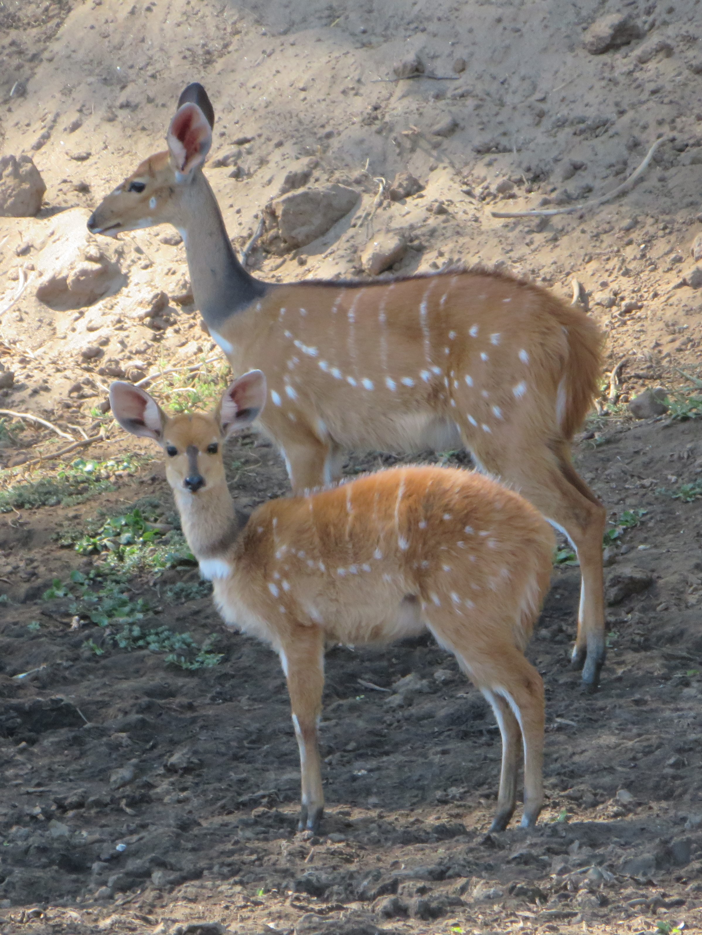 2019 Africa Anabezi Zambia lechwes IMG_0
