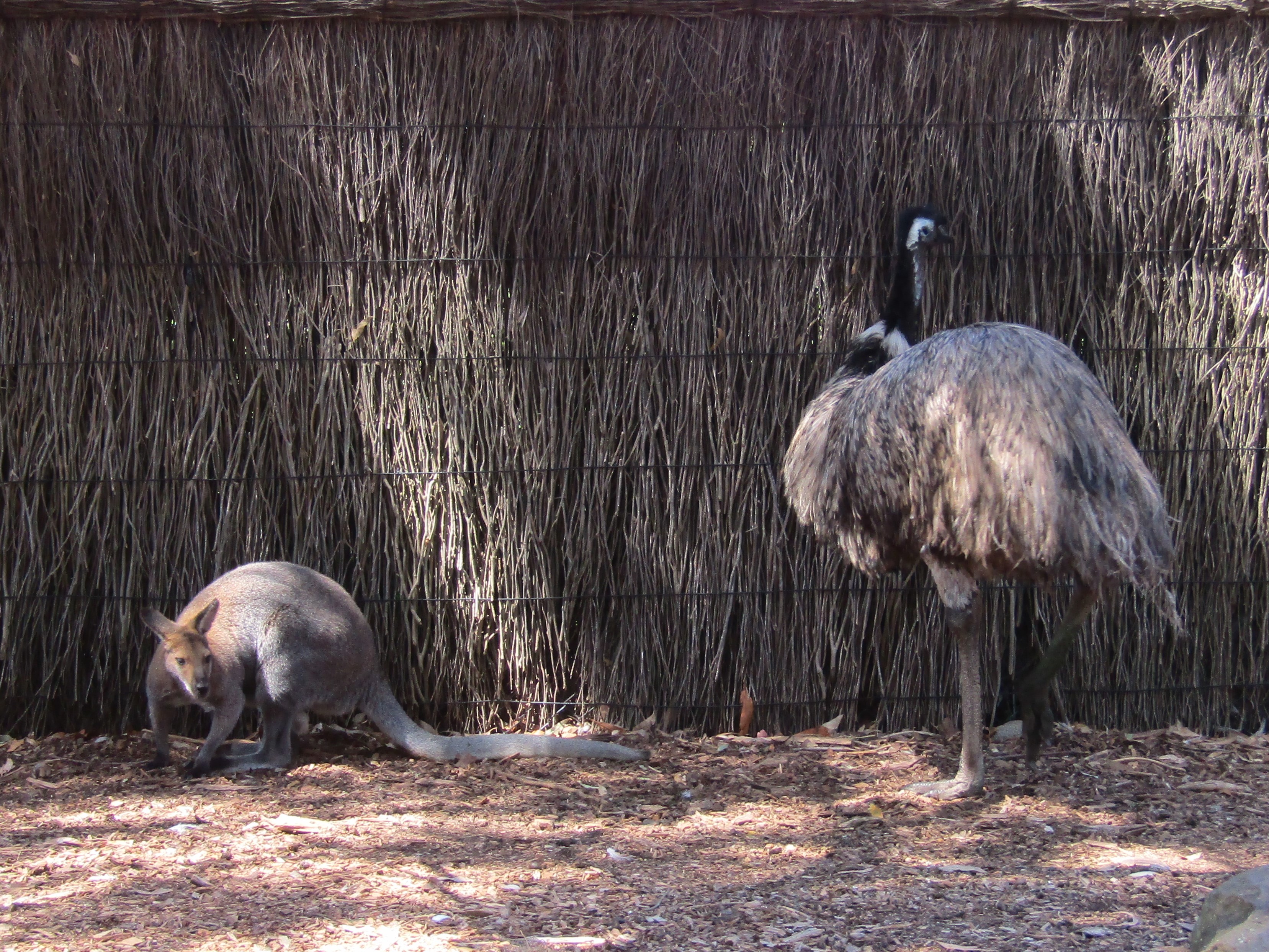 Sydney zoo kangaroo and emu 2016-12-10 165