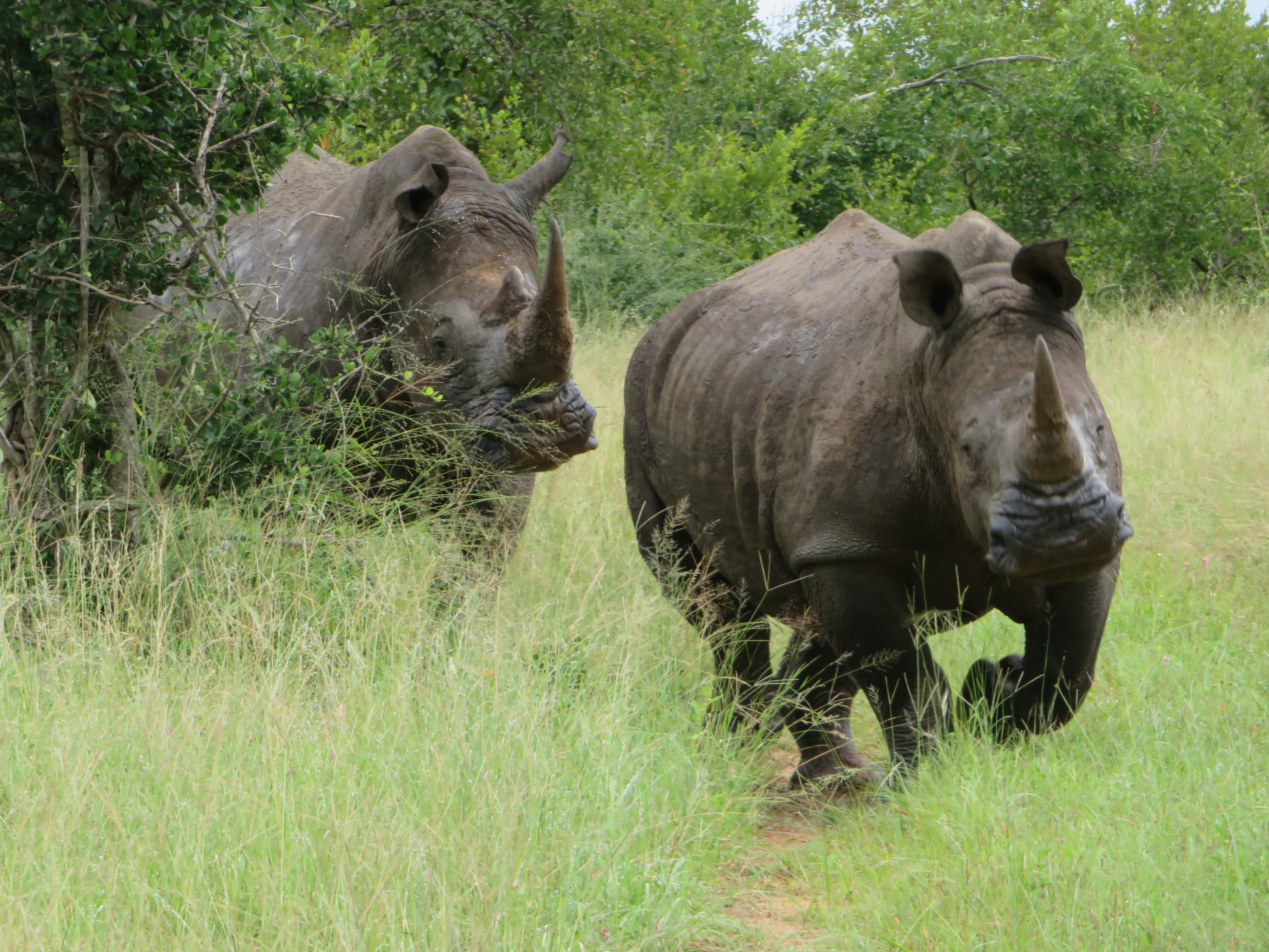 Makanyi best best rhinos charging Timbav