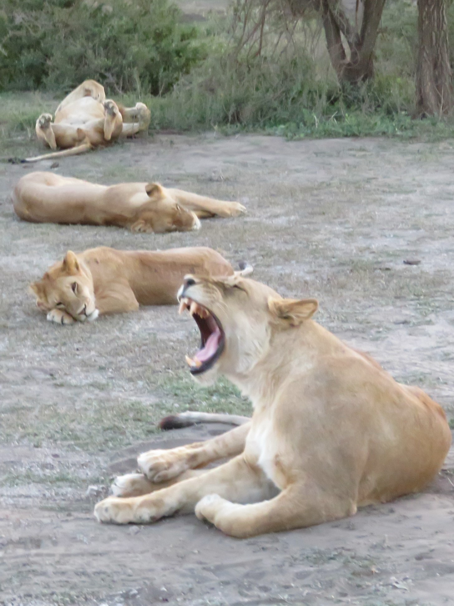 Just Lion Around