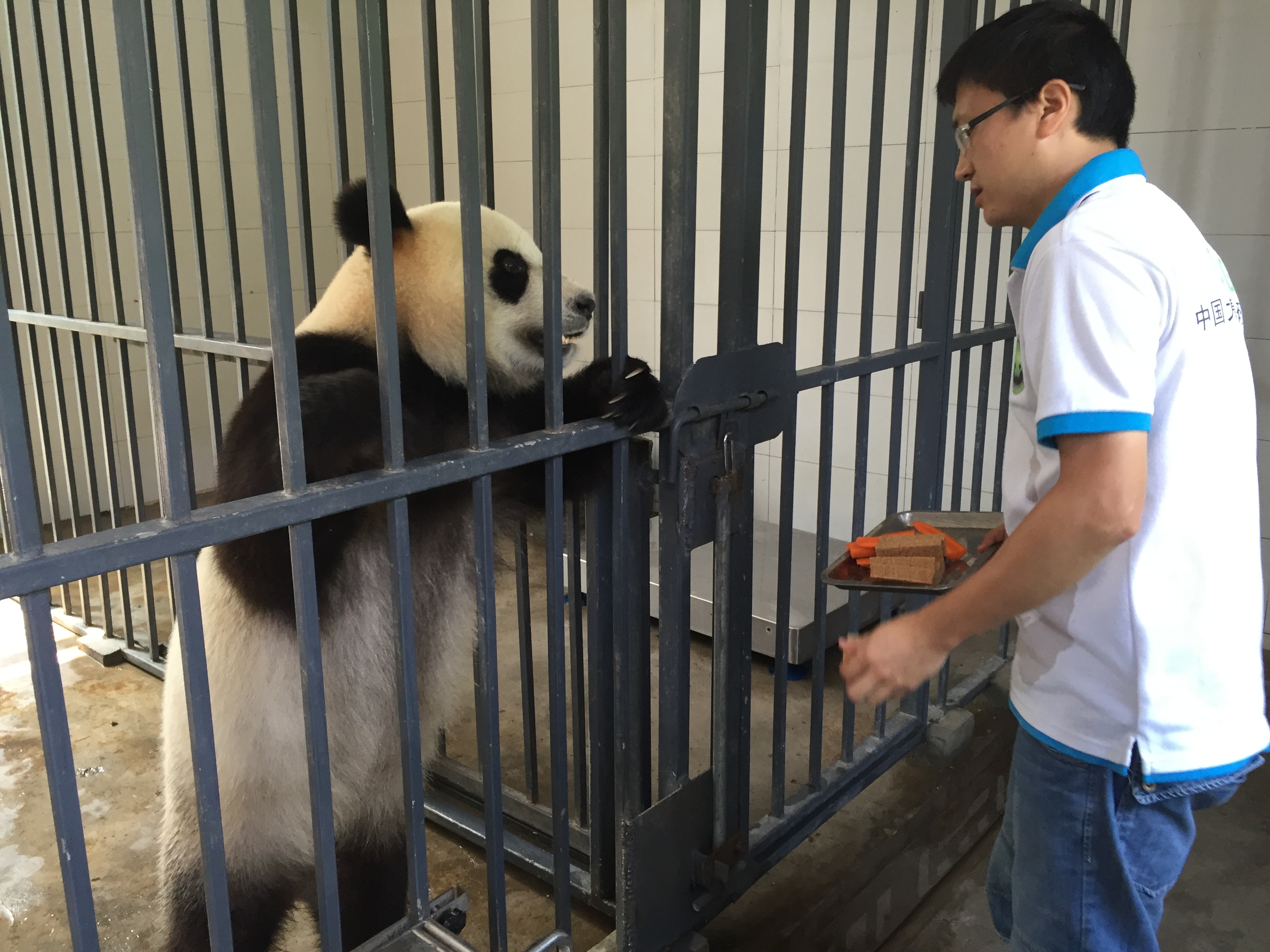 pandas WuWen greets keeper best IMG_3042