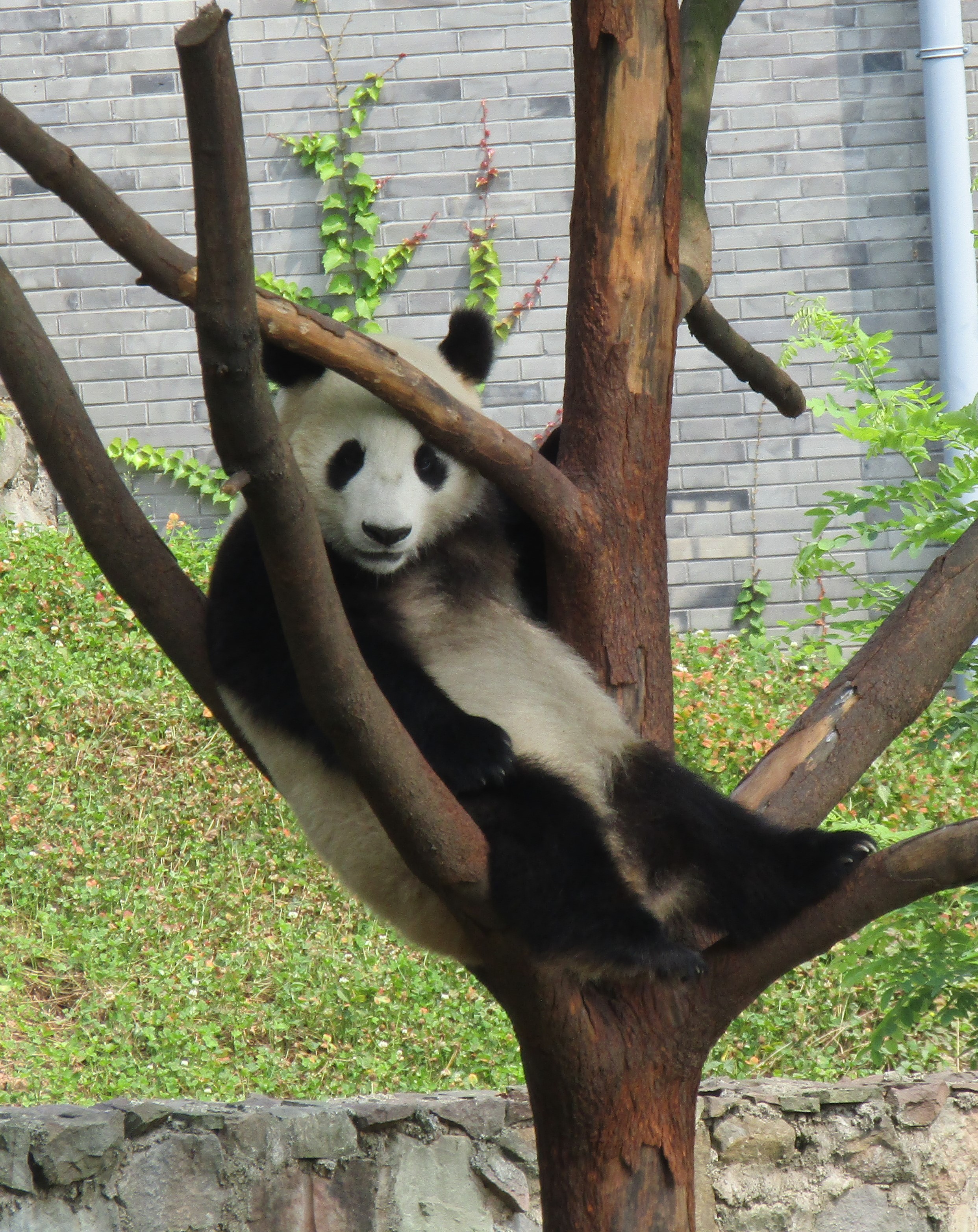 pandas big 2016-07-02 141