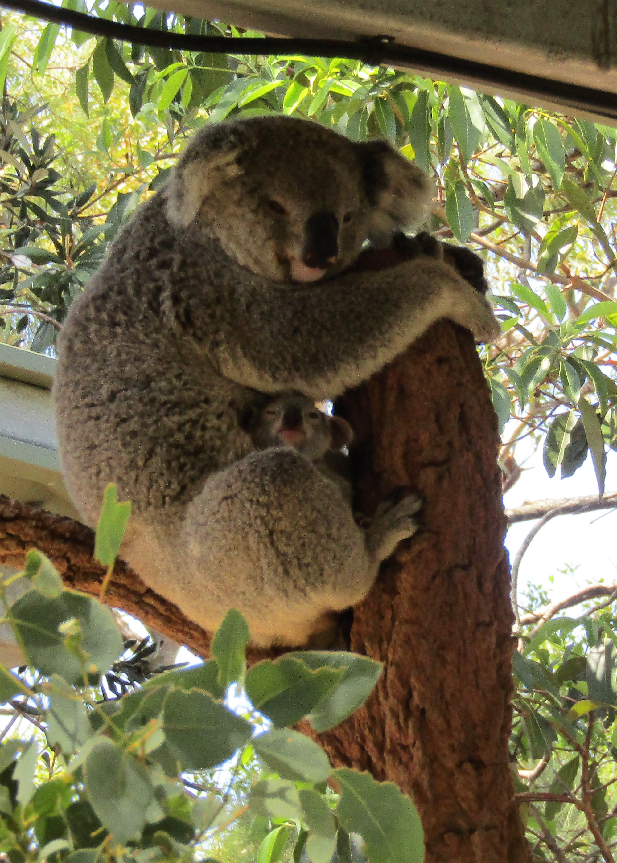 Sydney best baby koala 2016-12-10 190